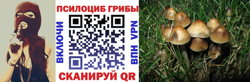 где продают   Магас  MEGA рабочий сайт  Галлюциногенные грибы прущие грибы 